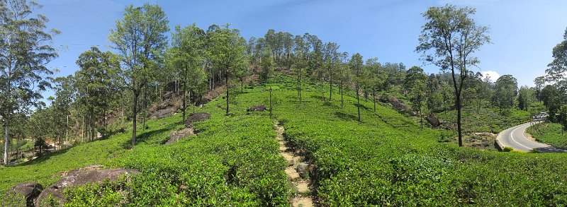 F (17) The tea lines.jpg
